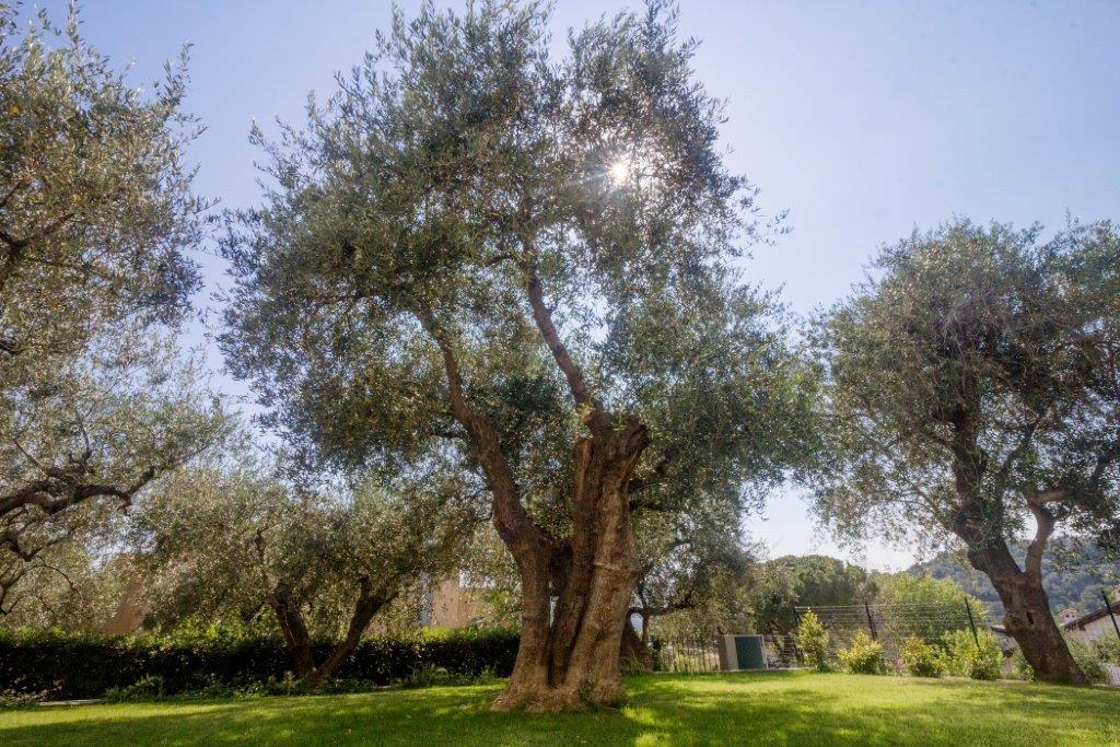 Sugli Allori Diano Marina Kültér fotó